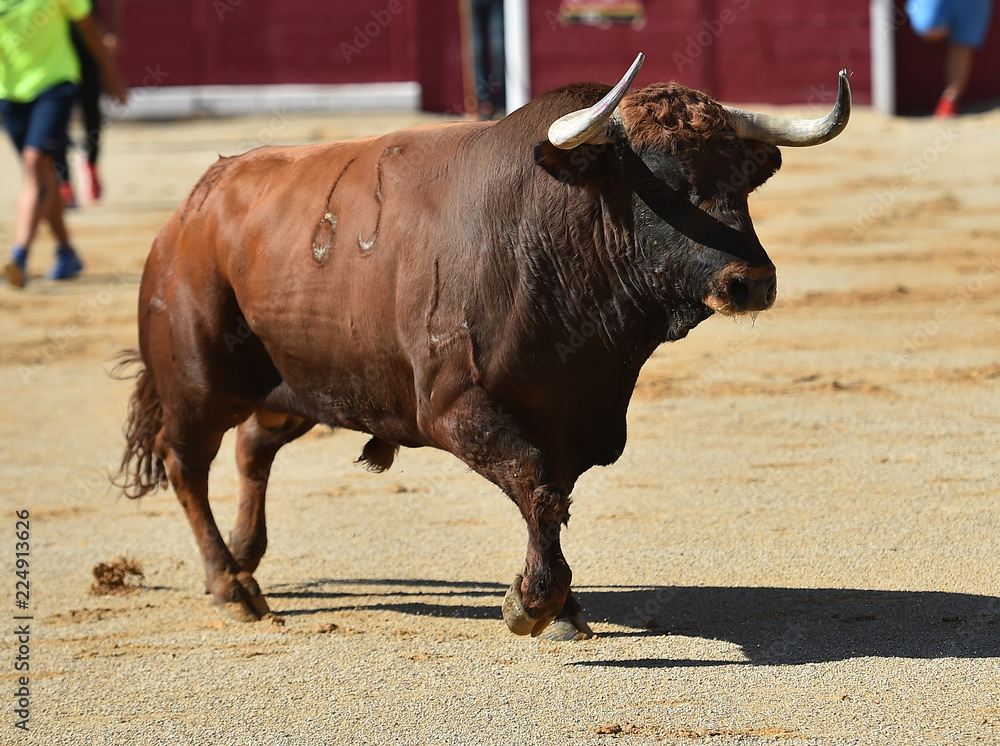toro español corriendo en una plaza de toros toro español corriendo en una plaza de toros