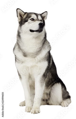 Alaskan Malamute dog looking at white background