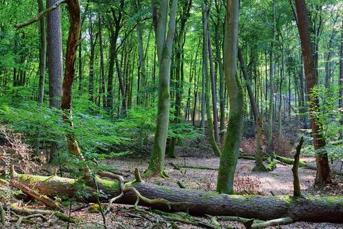 primary beech forest Serrahn