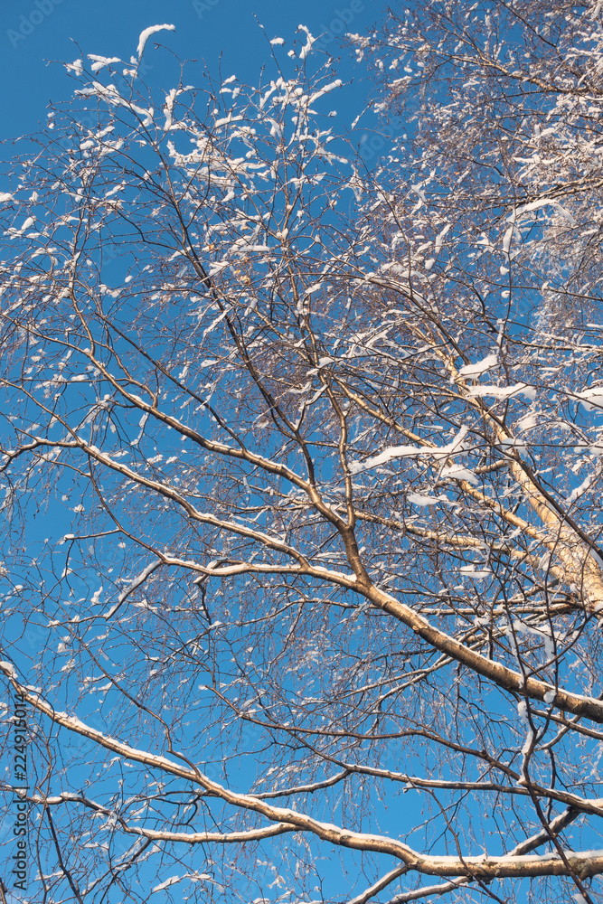 Obraz premium Branches with snow and blue sky