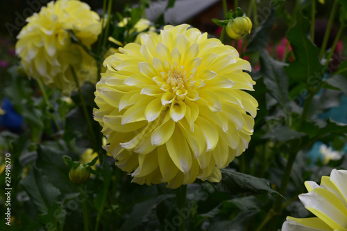 Fototapeta Naklejka Na Ścianę i Meble -  Dahlia jaune