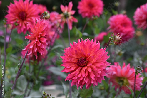 Fototapeta Naklejka Na Ścianę i Meble -  Dahlia rose au jardin