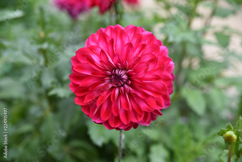 Fototapeta Naklejka Na Ścianę i Meble -  Dahlia rose