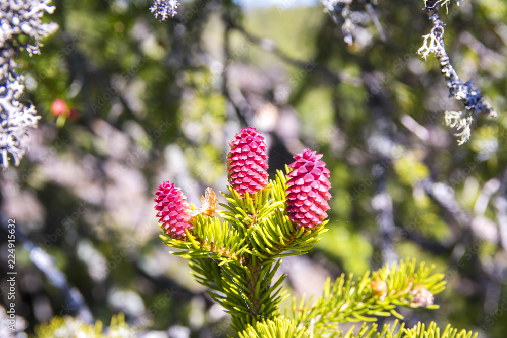 Obraz premium Young fir cones on the branch