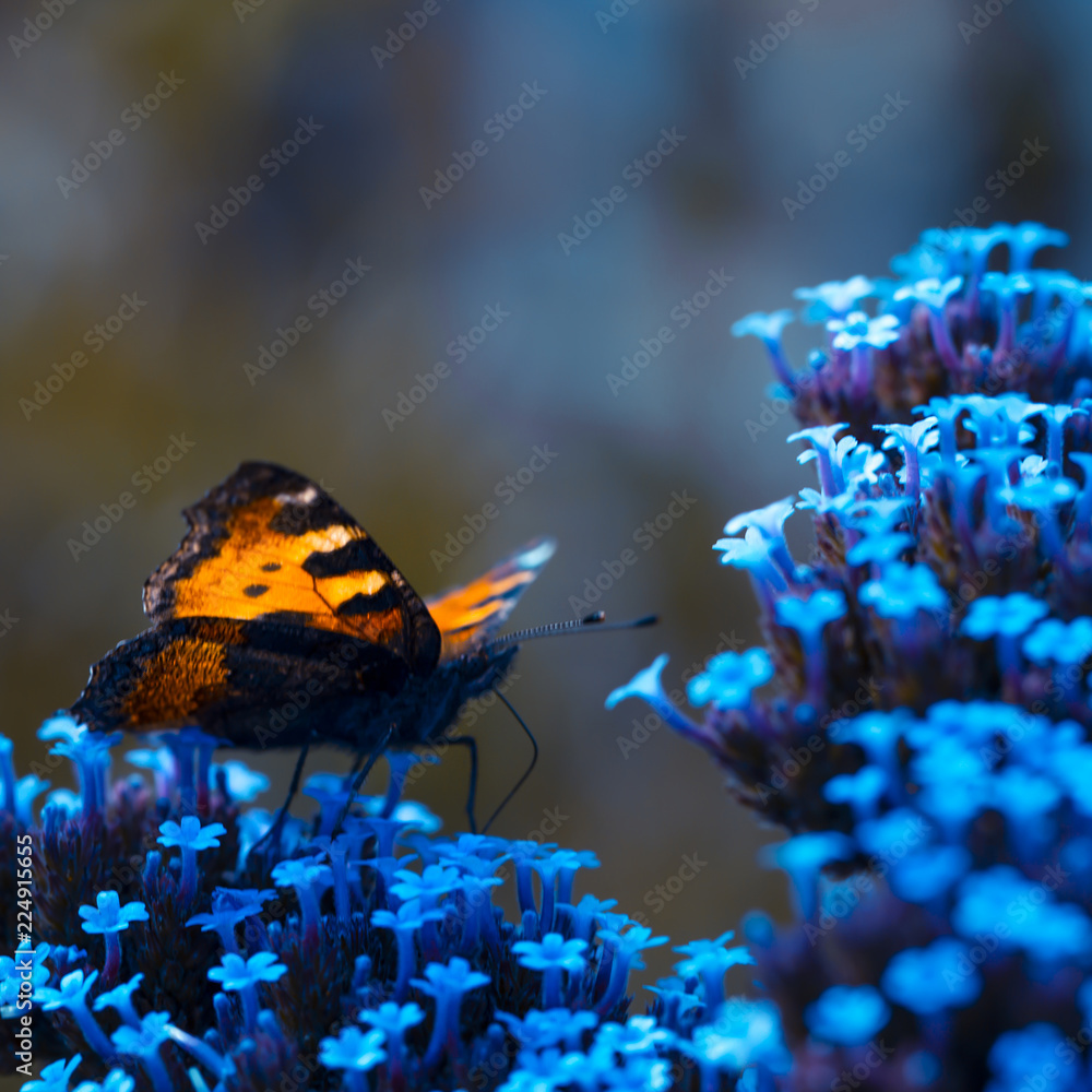 Obraz premium Leuchtender Schmetterling - Kleiner Fuchs ( Aglais urticae )