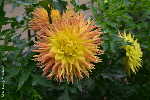 Fototapeta Naklejka Na Ścianę i Meble -  Dahlia cactus rose et jaune