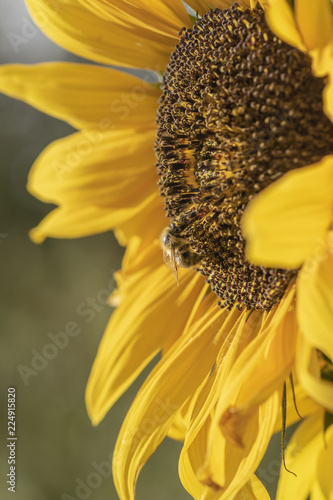 Fototapeta Naklejka Na Ścianę i Meble -  Closeup of a sunflower. On it sits a bee collecting pollen.