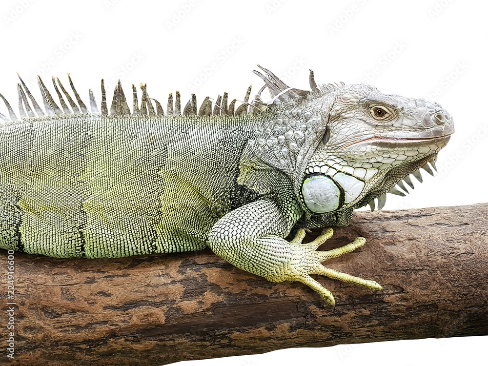 White Yellow Iguana on Wooden Log Isolated on White Background White Yellow Iguana on Wooden Log Isolated on White Background