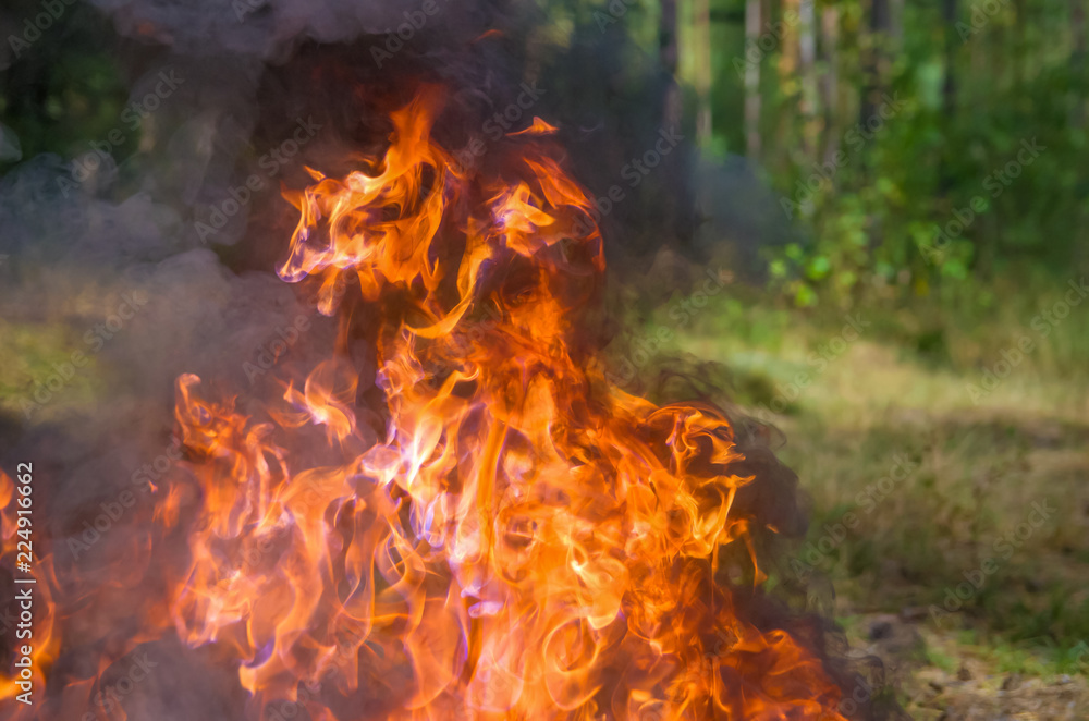 a fire in the forest; fire and smoke a fire in the forest; fire and smoke