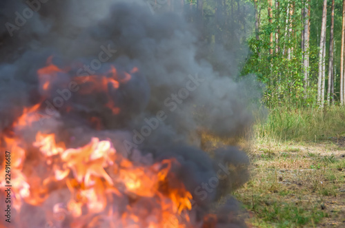 Wallpaper Mural a fire in the forest; fire and smoke Torontodigital.ca