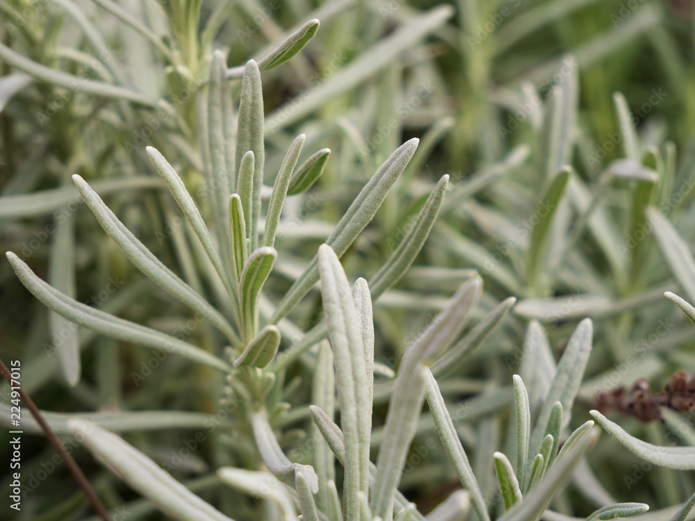 Obraz premium lavender garden during september fall