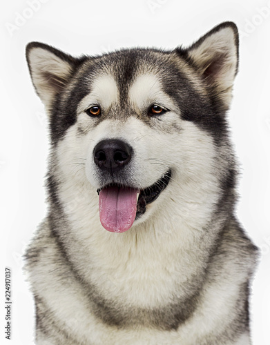 portrait of an Alaskan Malamute dog