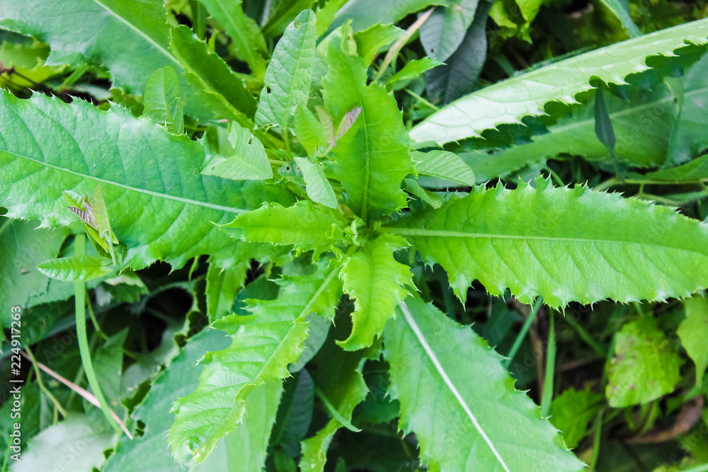 A weed in the garden, a large herb with prickly leaves A weed in the garden, a large herb with prickly leaves