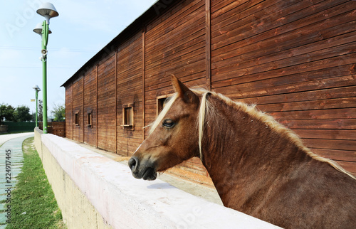 Horse in enclosure. Beautiful brown horse standing in big spacious enclosure near the stable in the farm. Ravenna, Italy photo