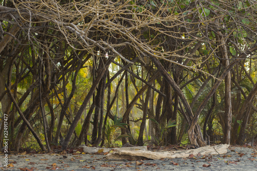 tropical forest 
