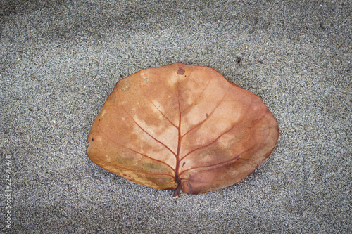 leaf on sand