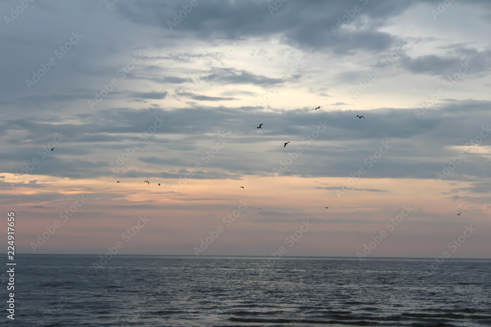 Flock of seagulls in the pastel sunset Flock of seagulls in the pastel sunset
