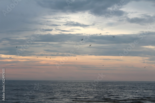 Flock of seagulls in the pastel sunset © Jenny