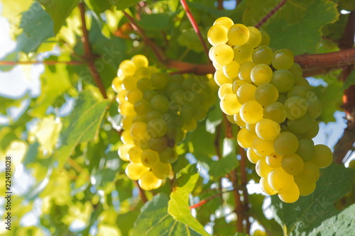 Close-up of ripe grape in vineyard in East Devon