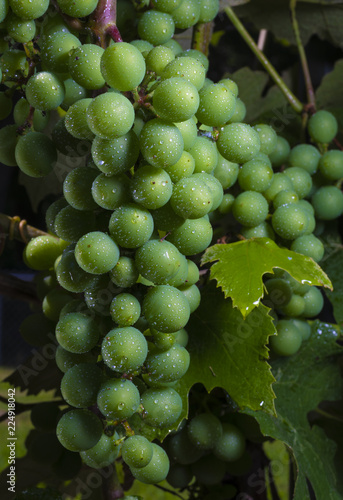 North Carolina grapes after a rain