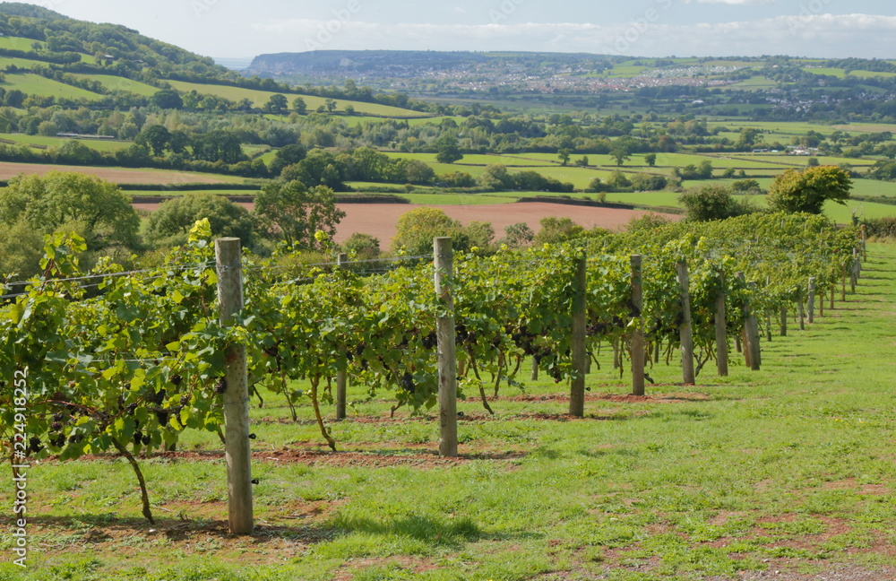 Ripe vineyard in Axe Valley in Devon