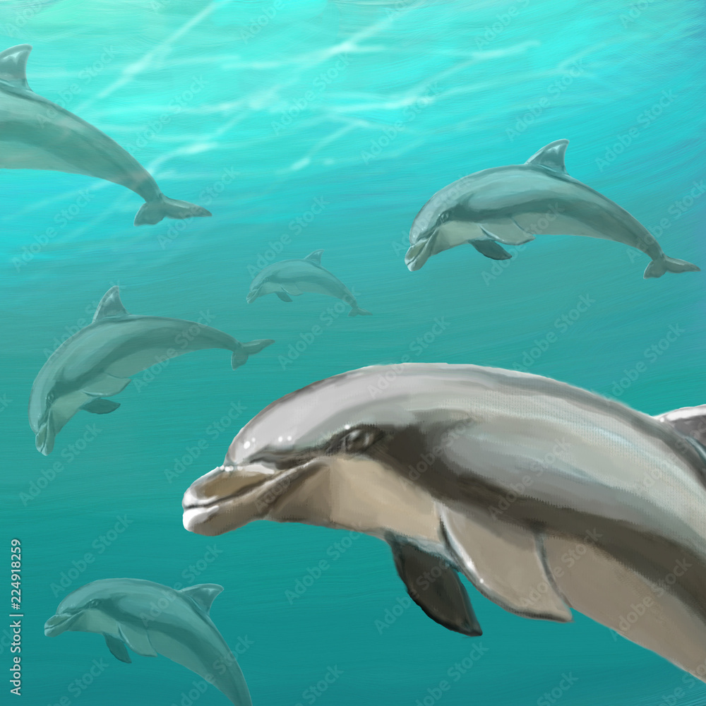 Dolphins Dolphins