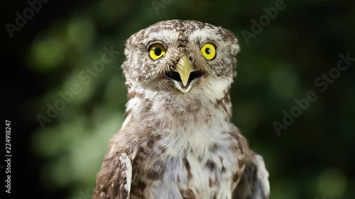 Portrait of a funny little owl  in the forest on a sunny summer day, closeup
