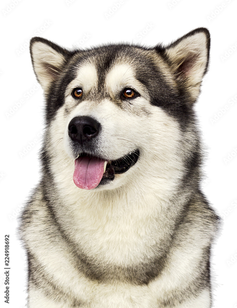 Alaskan Malamute dog looking