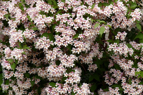 Blühende Kolkwitzia amabilis photo