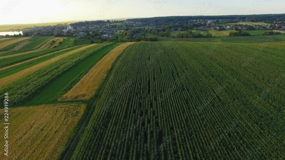Green fields panorama. Top aerial view. 4K Green fields panorama. Top aerial view. 4K