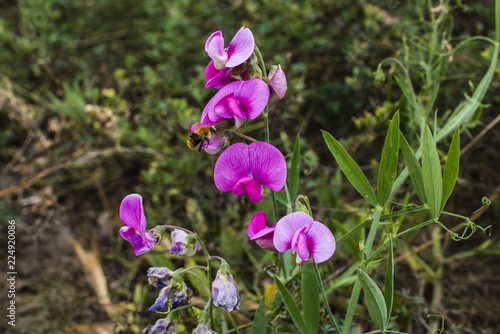 Purple Lathyrus tuberosus  Knollen-Platterbse  Macro photo of Lathyrus tuberosus  color