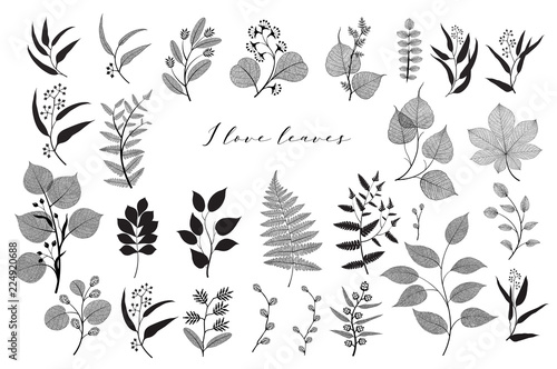 Big set of branches and leaves, fall, spring, summer. Vintage botanical illustration,  floral elements in black design on white background