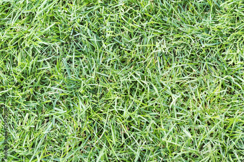 Field of green fresh grass, top view, as background