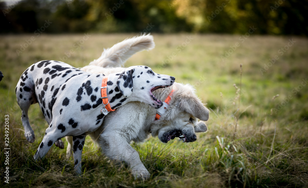 The Dalmatian The Dalmatian