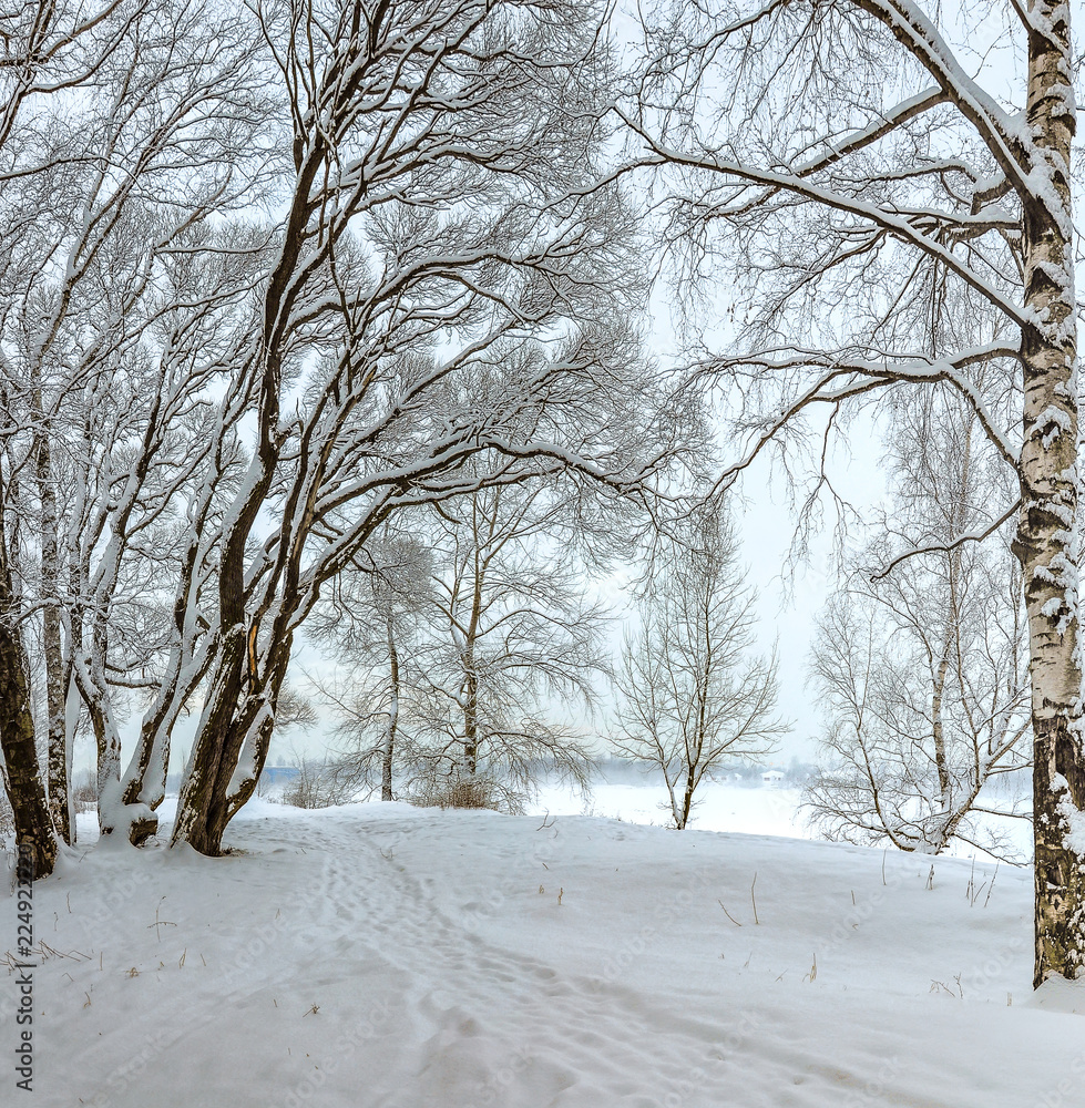 Fototapeta premium Snowy January morning in Nevsky forest Park. The Bank of the river.
