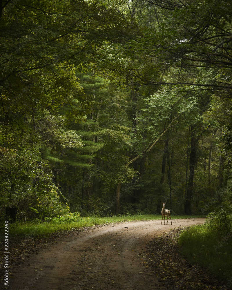 Fototapeta premium Deer on forested pathway in the evening light