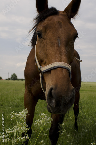 portrait of a horse 2 © tpnka