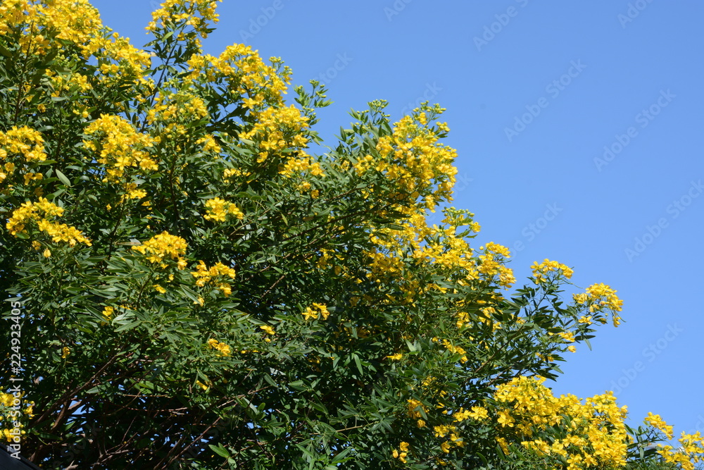 Fototapeta premium Cassia corymbos (Flowering senna)