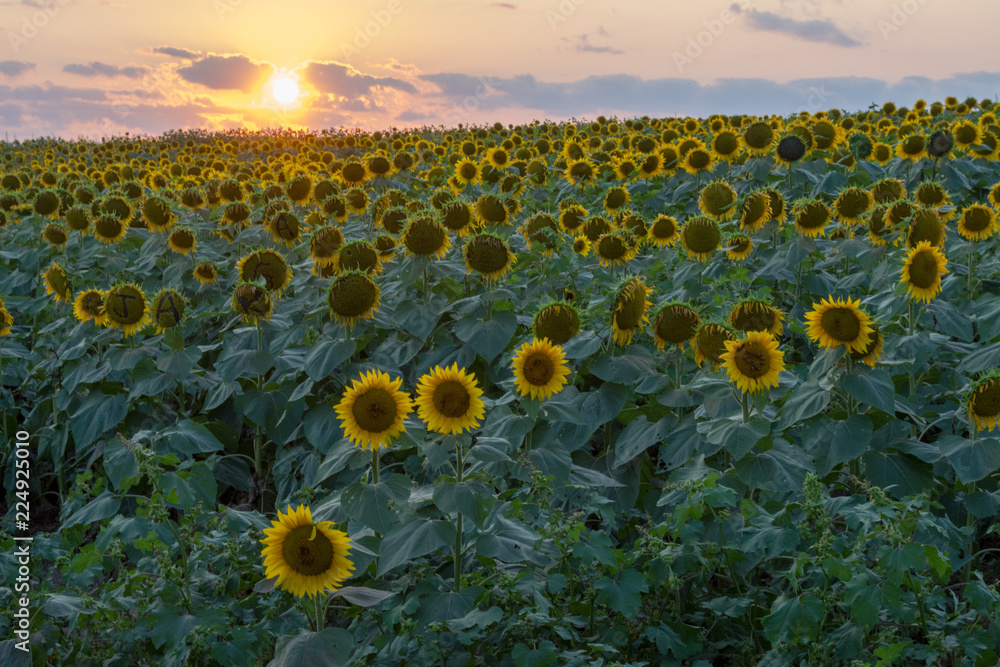 Fototapeta premium Kansas Sunflower Field