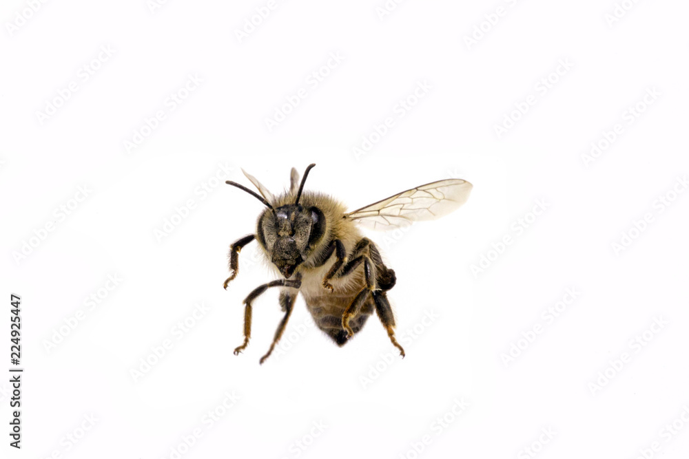 Common bee, isolated on white background Common bee, isolated on white background