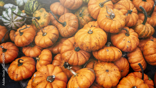 Small pumpkins for sale