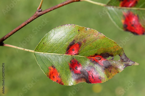 Pear leaf with red spots of Pear rust or Gymnosporangium sabinae photo