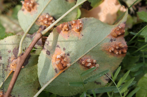 Pear leaf with Pear rust or Gymnosporangium sabinae infestation