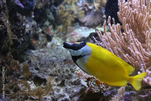 Exotischer schwarz-gelber Fisch in einem Meerwasseraquarium mit Korallen