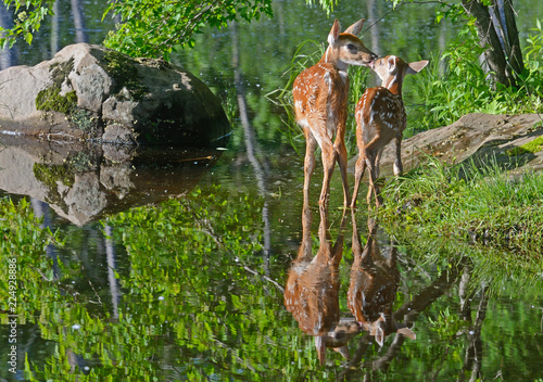 Two White Tailed Deer Fawns wading in clear water.