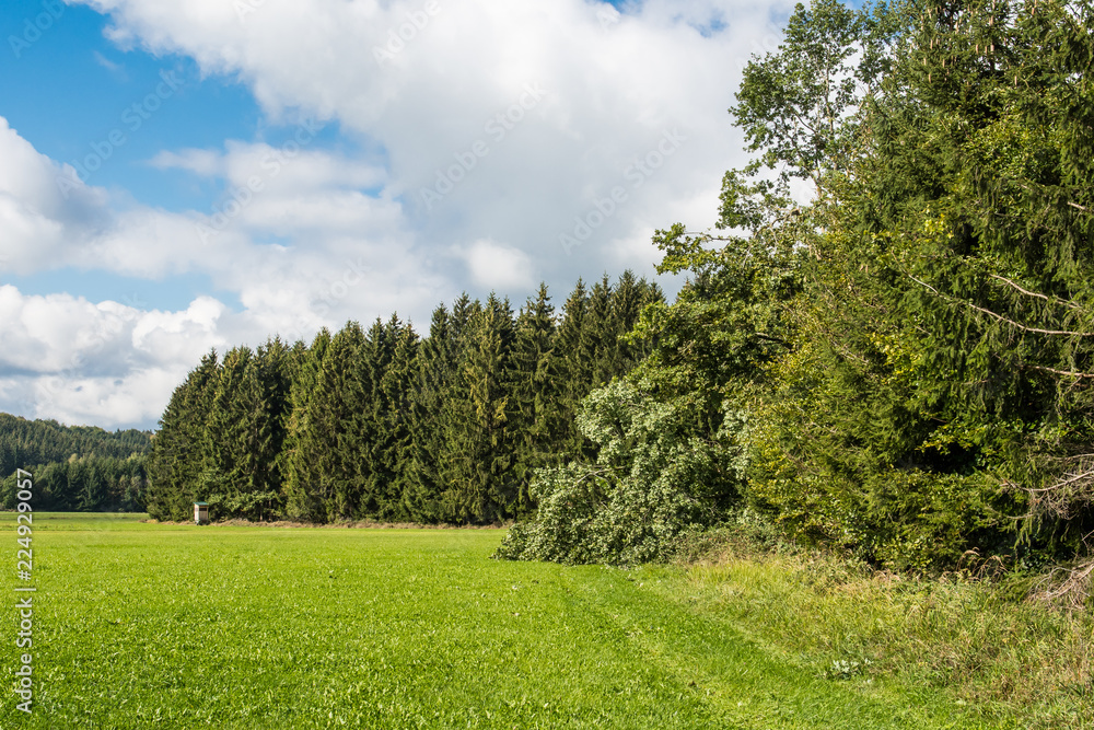 Obraz premium Waldrand und Wiese