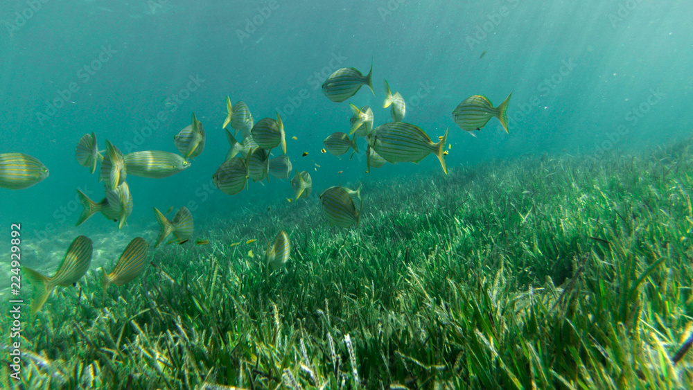 Fototapeta premium underwater exploration in a paradise island