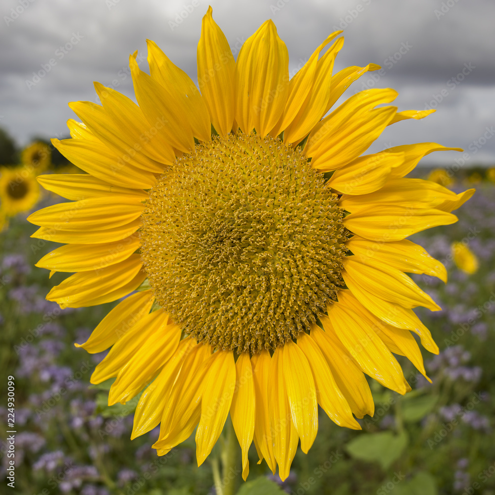 Naklejka premium Sonnenblume