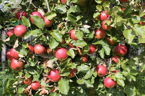Abundant fruiting of apple. Crown of apple-tree with ripe red apples and green leaves
