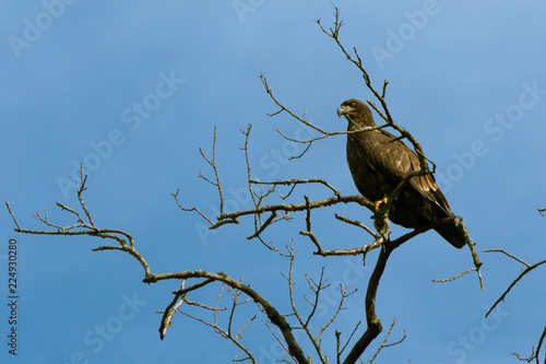 Immature Bald Eagle